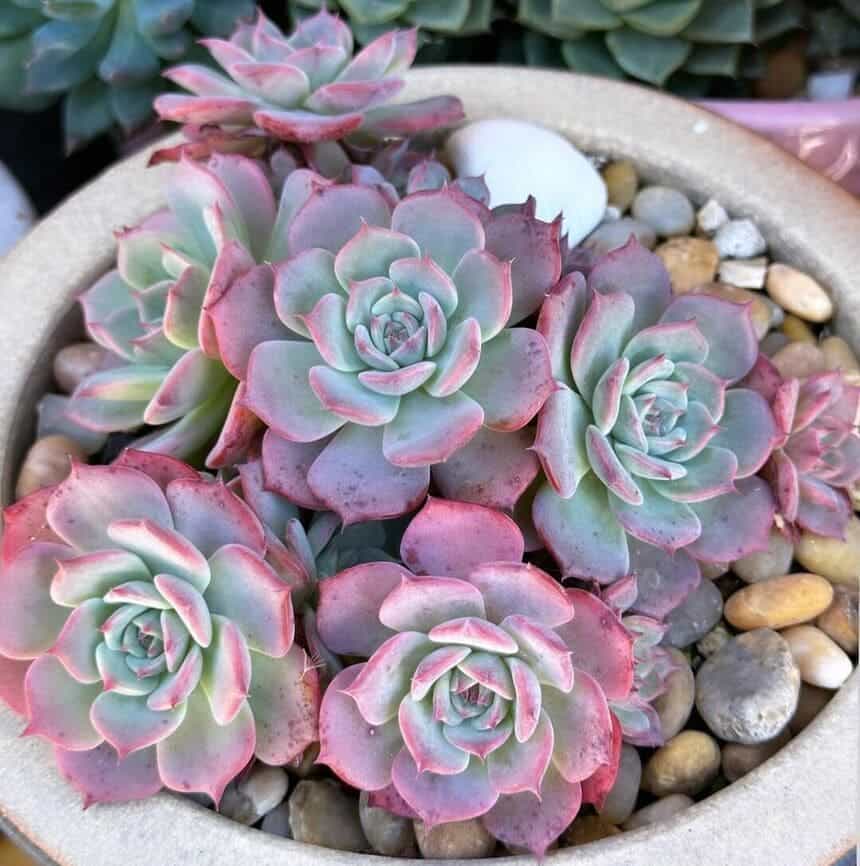 Echeveria Lilacina