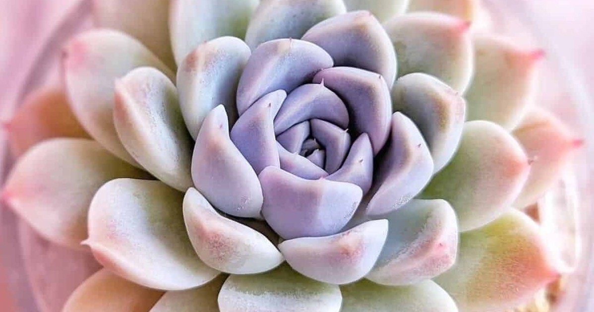 Echeveria Lilacina