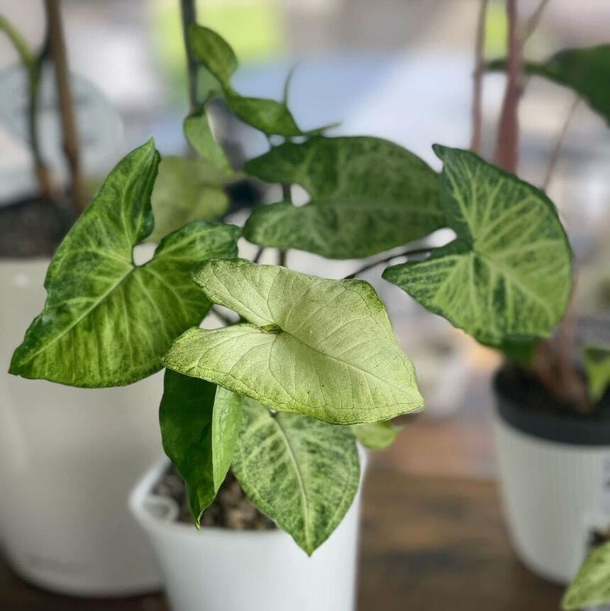 Syngonium Butterfly (Syngonium podophyllum)