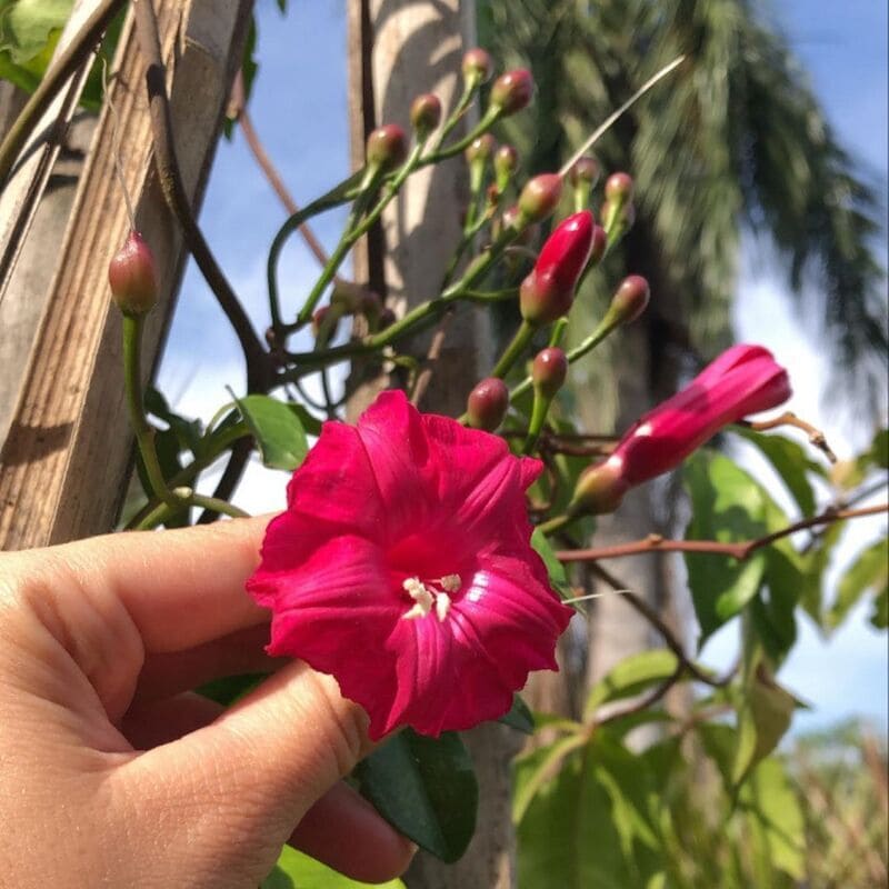 plantas trepadeiras com flores para cobrir pergolado