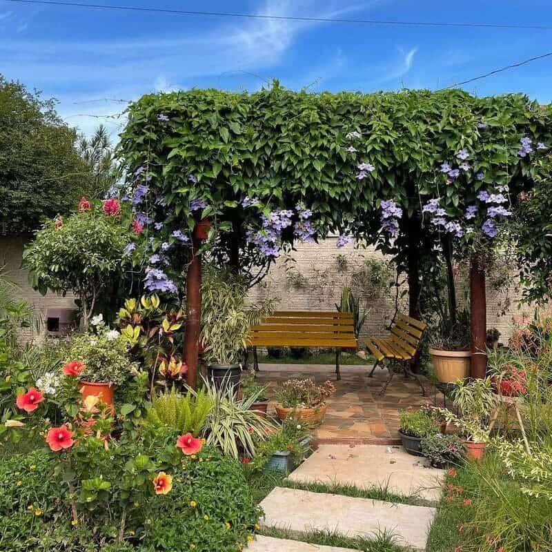 plantas trepadeiras com flores para cobrir pergolado