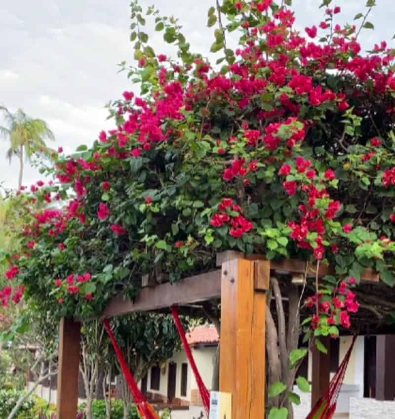 plantas trepadeiras com flores para cobrir pergolado