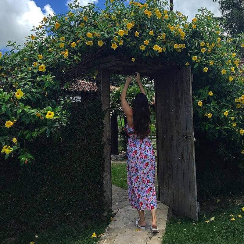 plantas trepadeiras com flores para cobrir pergolado