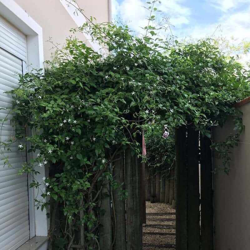 plantas trepadeiras com flores para cobrir pergolado