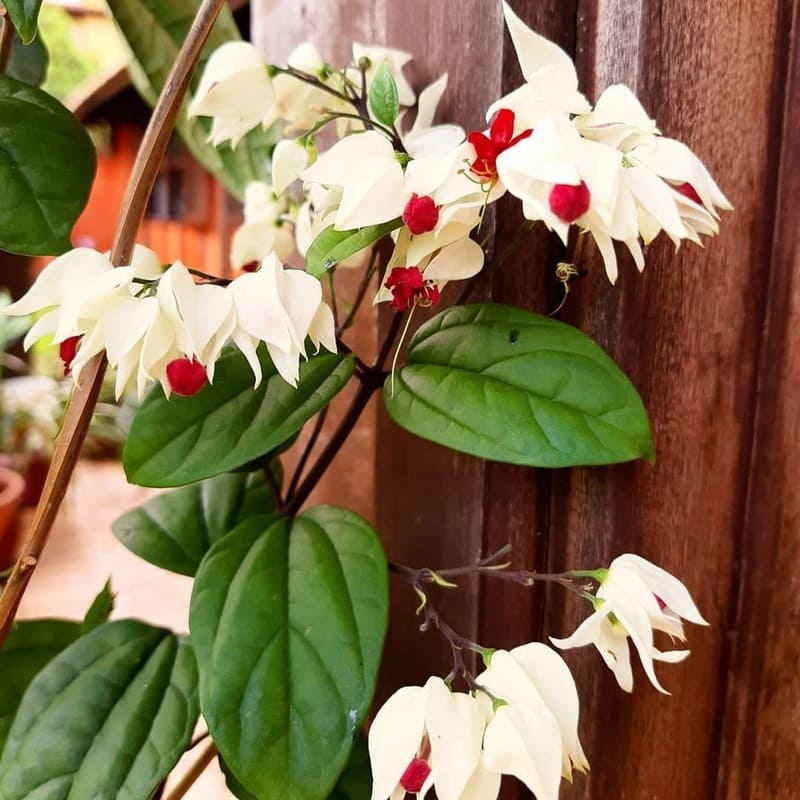 plantas trepadeiras com flores para cobrir pergolado