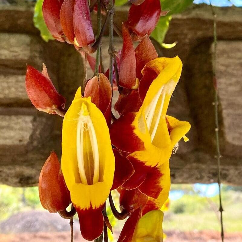 plantas trepadeiras com flores para cobrir pergolado