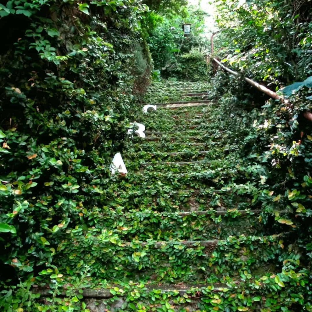 Trepadeira Unha-de-Gato (Ficus pumila)