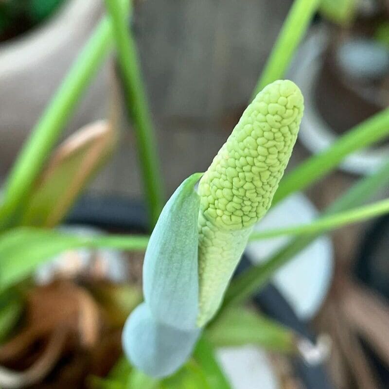 alocasia cucullata 2