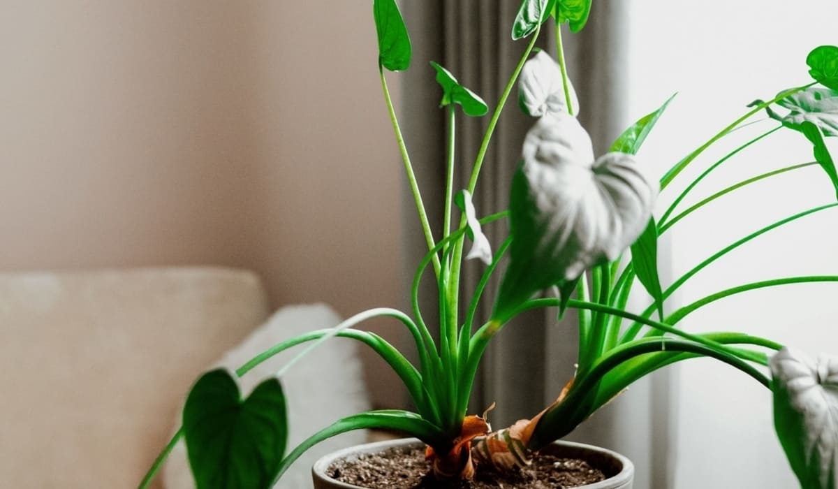 alocasia cucullata