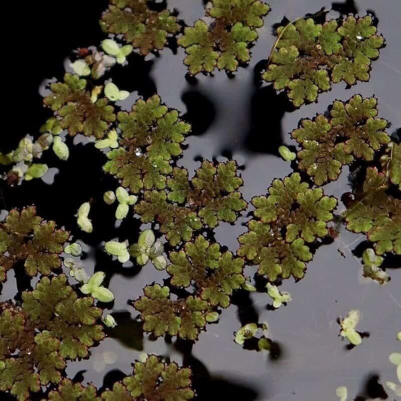 azolla 2