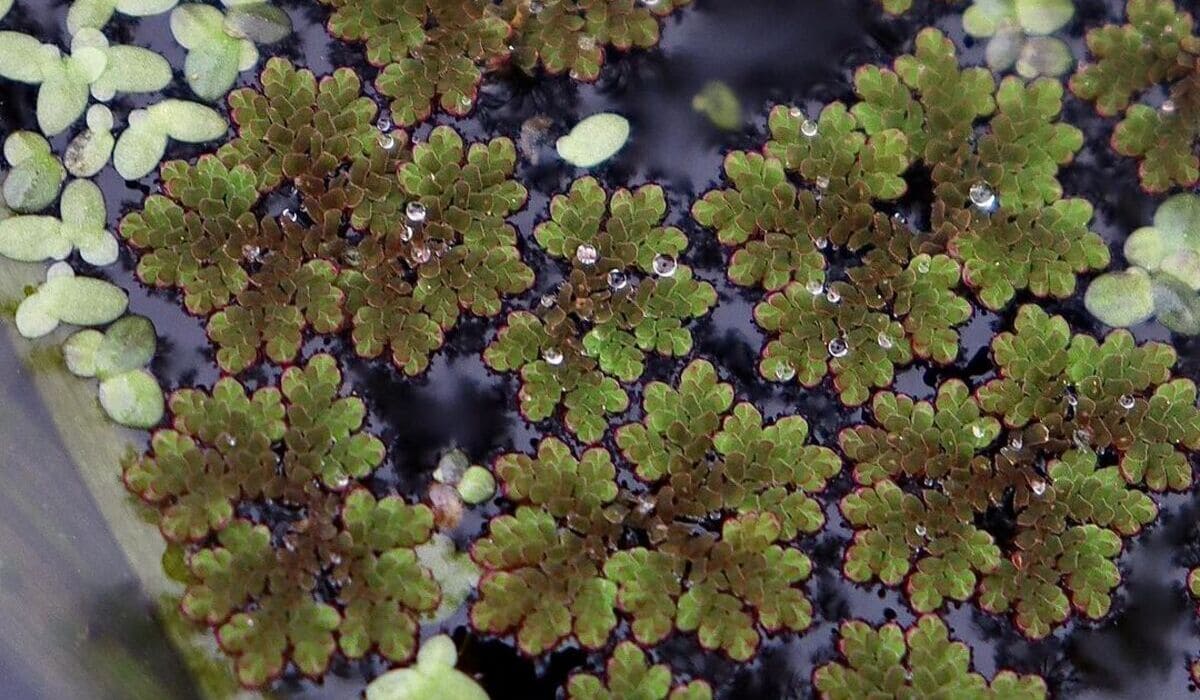 azolla