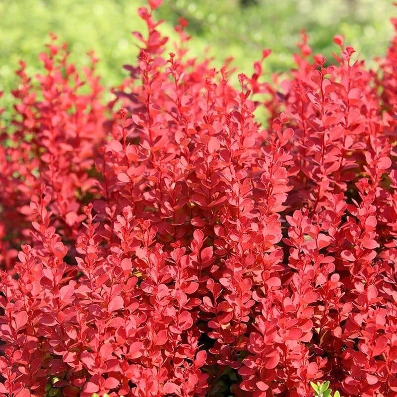 Berberis thunbergii: encante seu jardim com a popular Berbére-japonês.