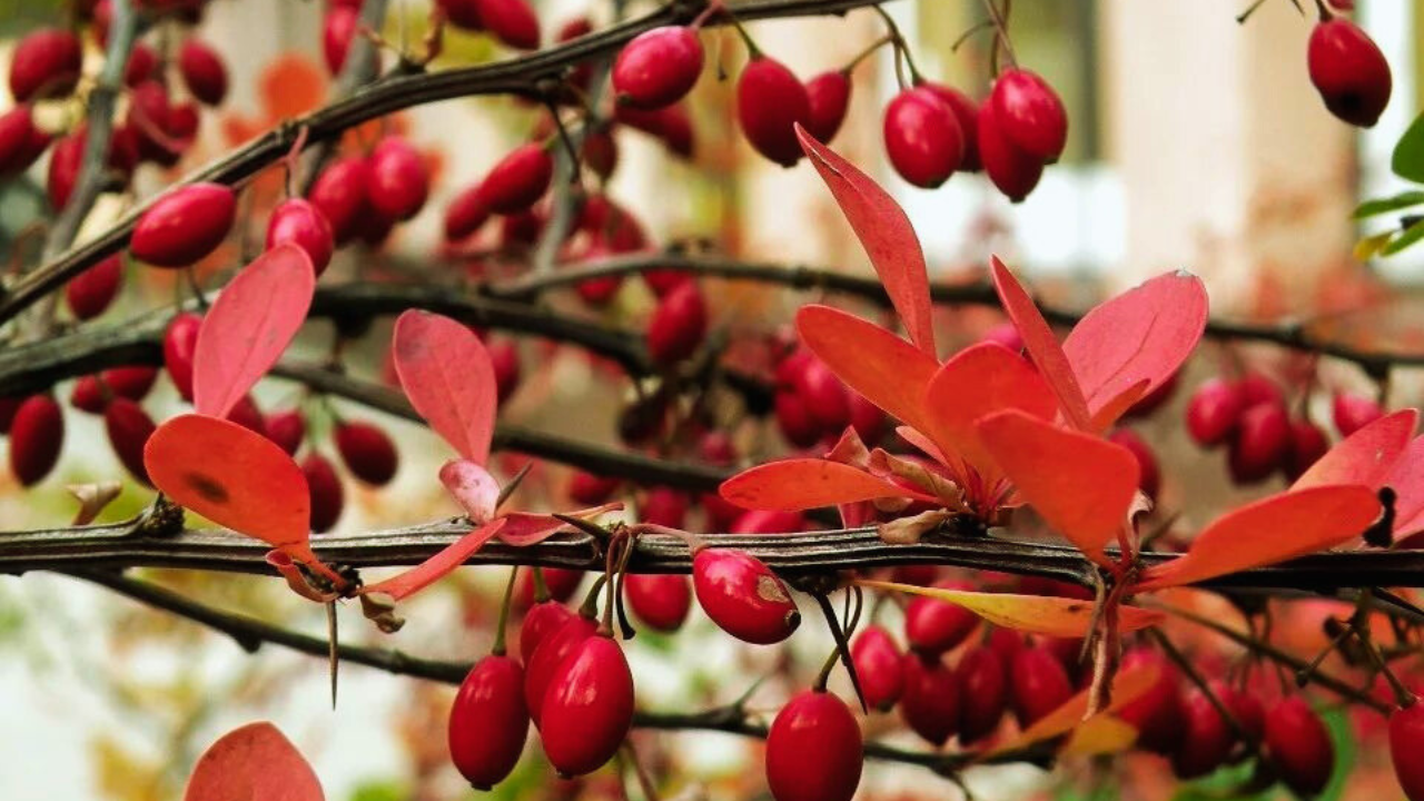 berberis japones - Berberis thunbergii