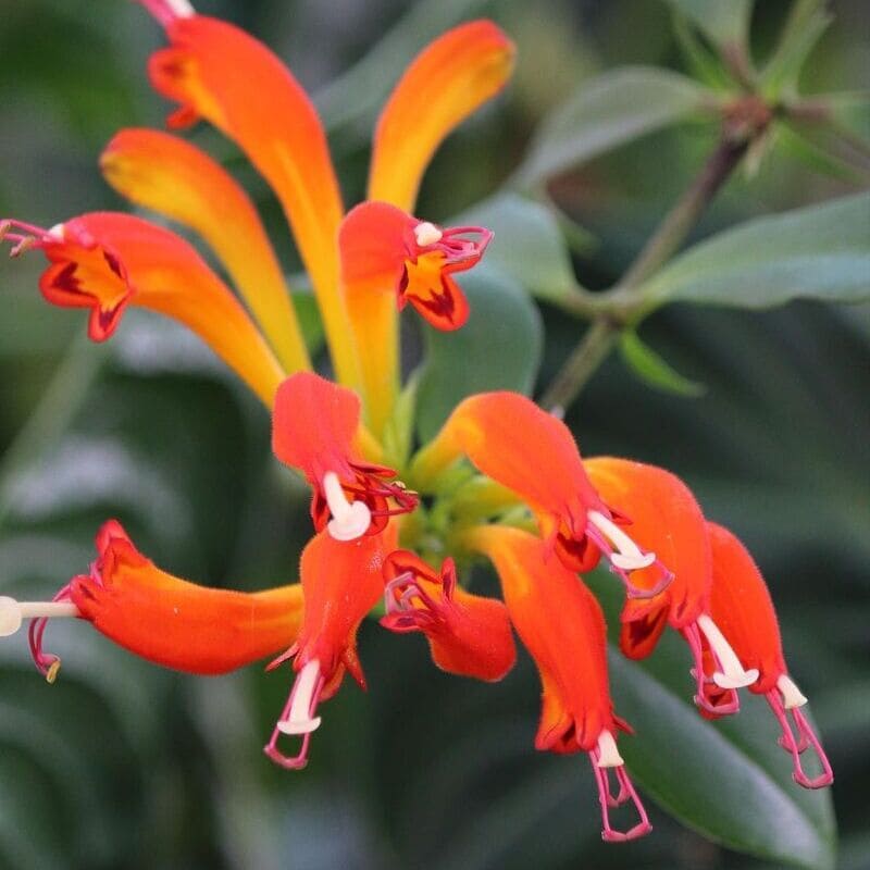 Columeia Dragão (Aeschynanthus speciosus): Dicas de Cultivo e Beleza Exótica