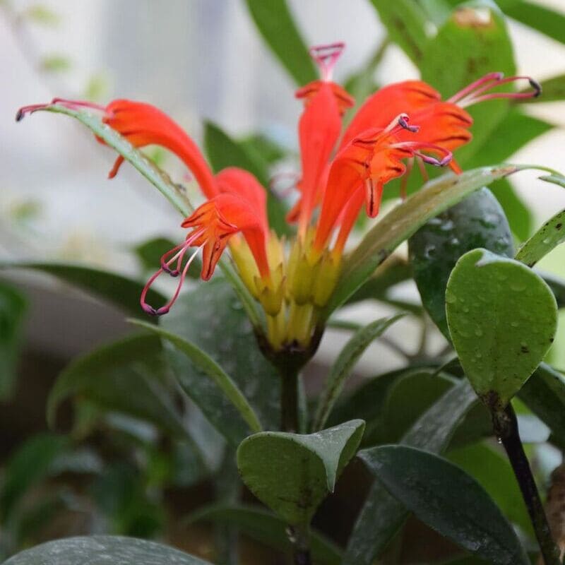 Columeia Dragão (Aeschynanthus speciosus): Dicas de Cultivo e Beleza Exótica