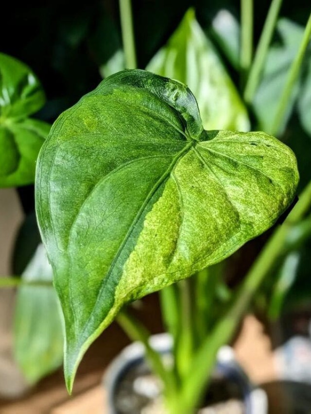 cropped-alocasia-cucullata-1.jpg