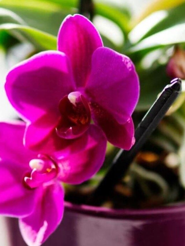 DICAS SIMPLES PARA ORQUÍDEAS DURAREM