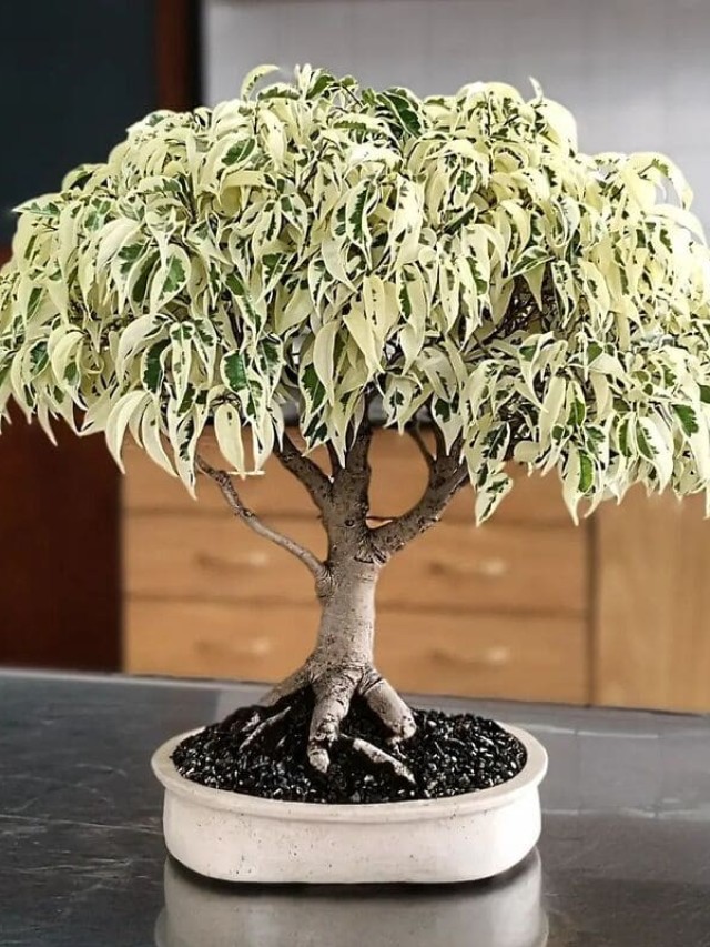 cropped-ficus-benjamina-1.jpg