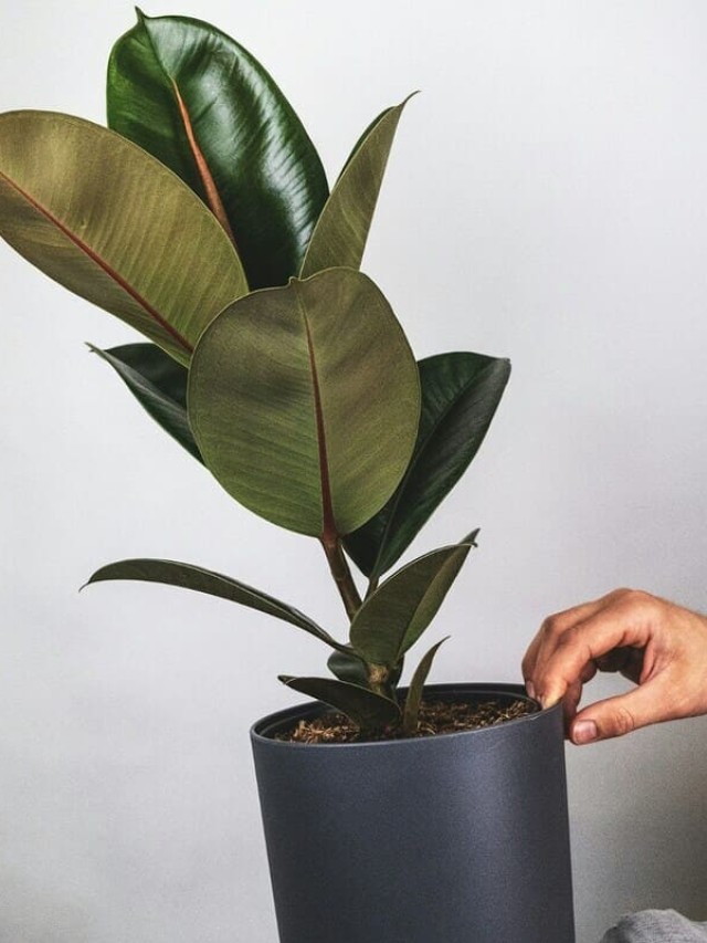 cropped-ficus-elastica-1.jpg