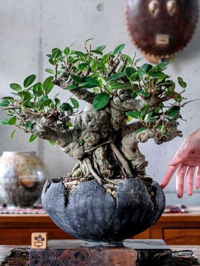 cropped-ficus-microcarpa-2.jpg