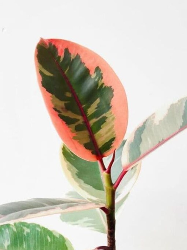 ficus ruby