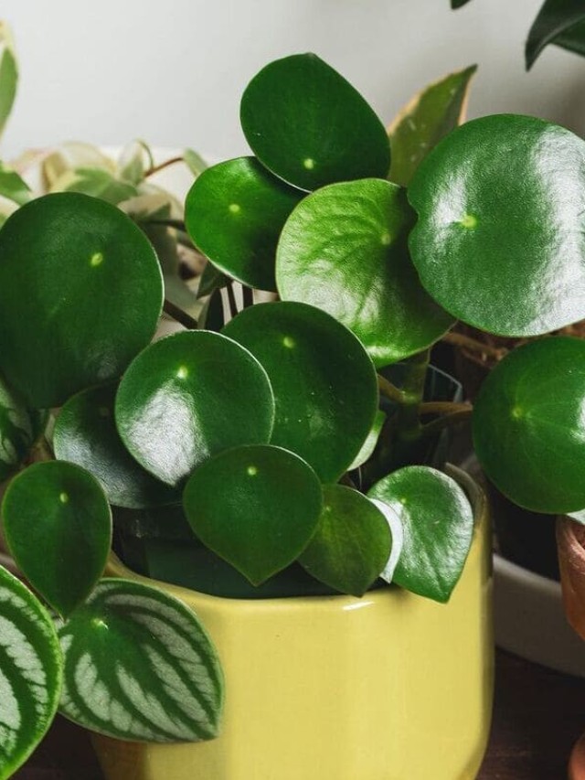 cropped-peperomia-Polybotrya-1.jpg