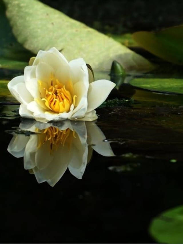 plantas aquáticas