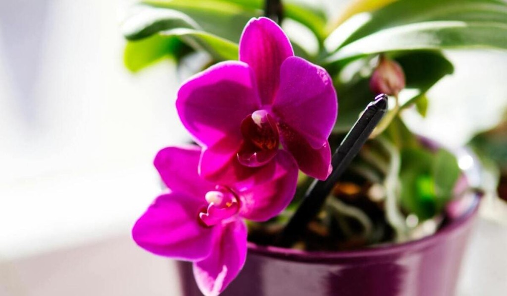 DICAS SIMPLES PARA ORQUÍDEAS DURAREM