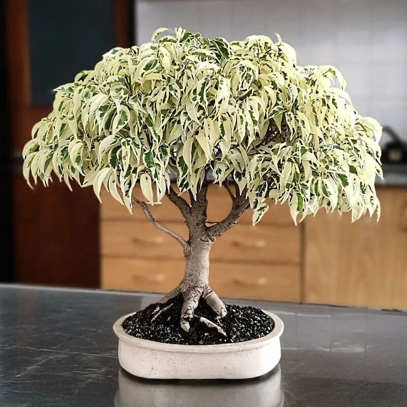 Ficus benjamina: como cuidar da árvore da felicidade