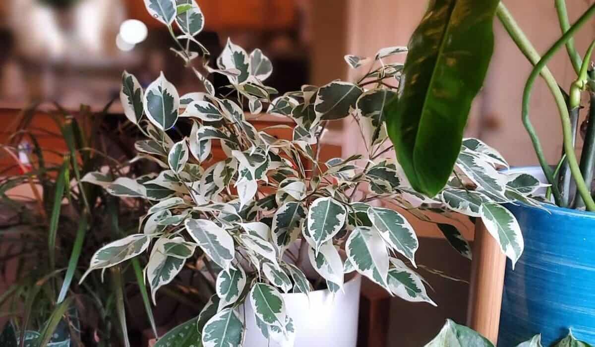 ficus benjamina