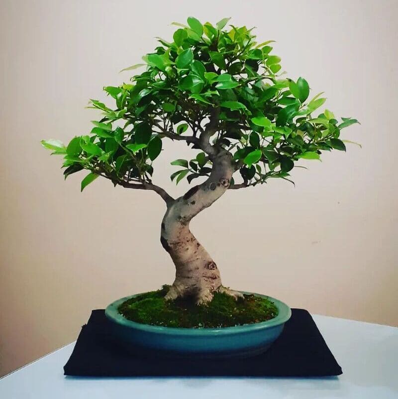 Ficus microcarpa