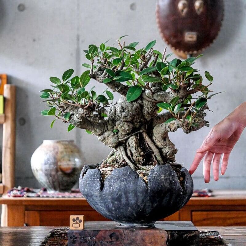 Ficus microcarpa