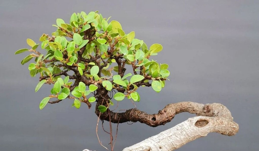 Ficus microcarpa