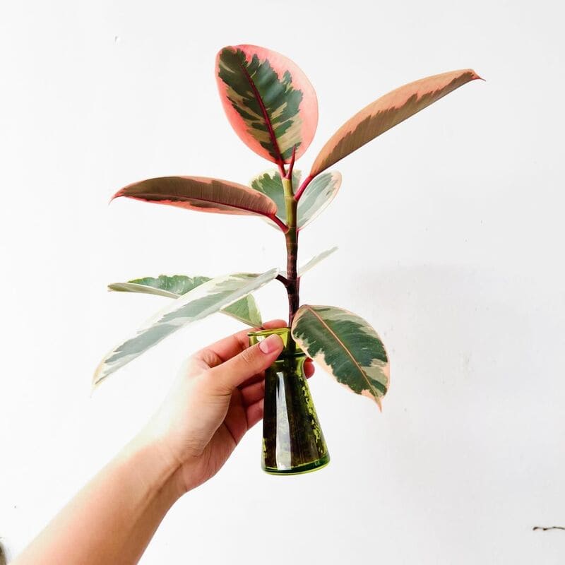 Ficus ruby