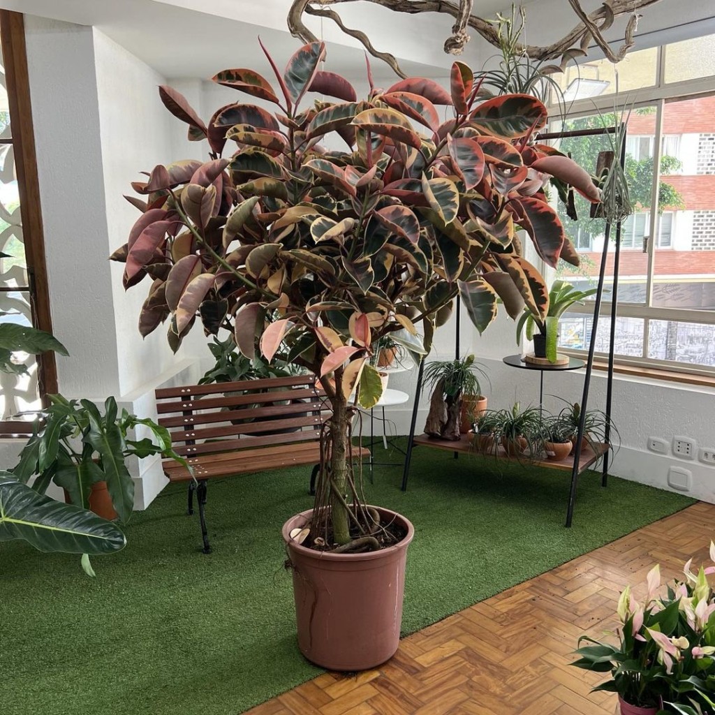 Ficus ruby