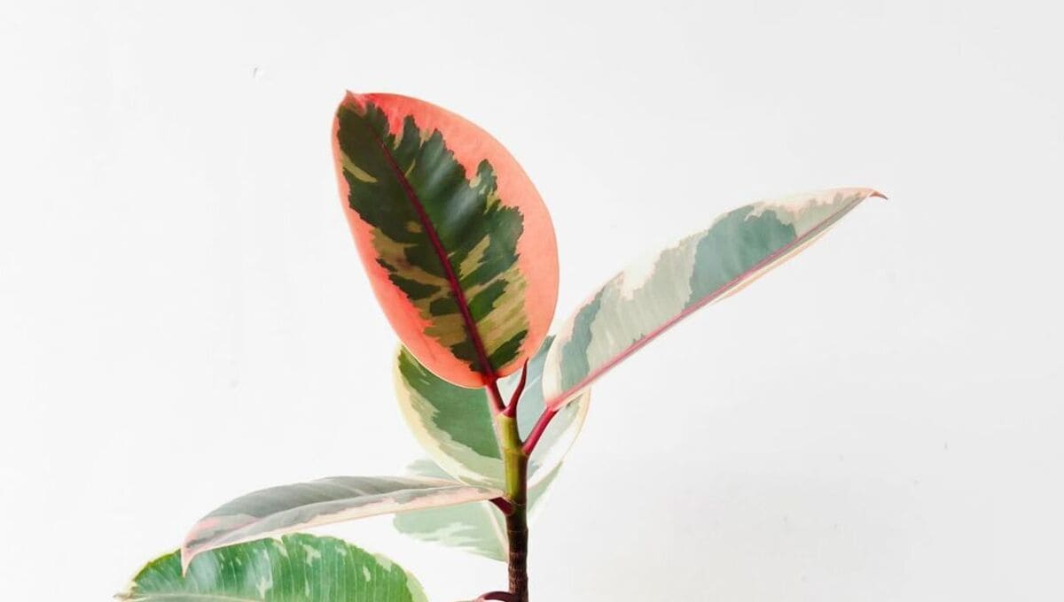 ficus ruby