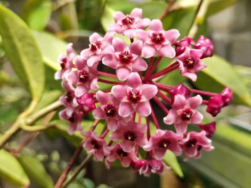 Flor de Cera Vermelha: origem, características e cuidados dessa verdadeira joia botânica