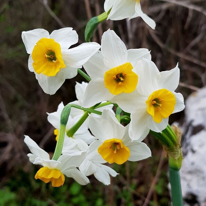 Narcisos: Beleza Perfumada para o Seu Jardim