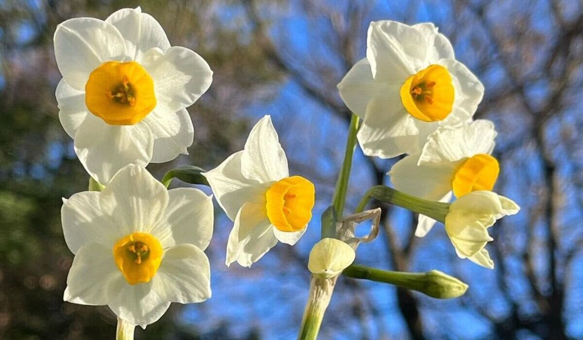 flor de narcisos