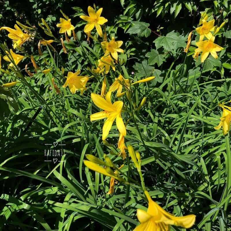 Lírio amarelo (Hemerocallis flava)