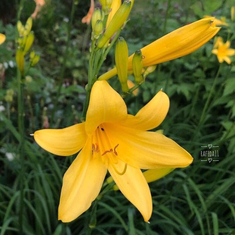 Lírio amarelo (Hemerocallis flava)