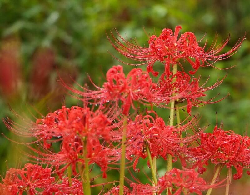 lirio aranha vermelho 1