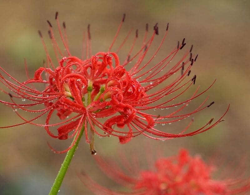 lirio aranha vermelho 2