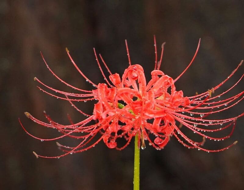 lirio aranha vermelho 3