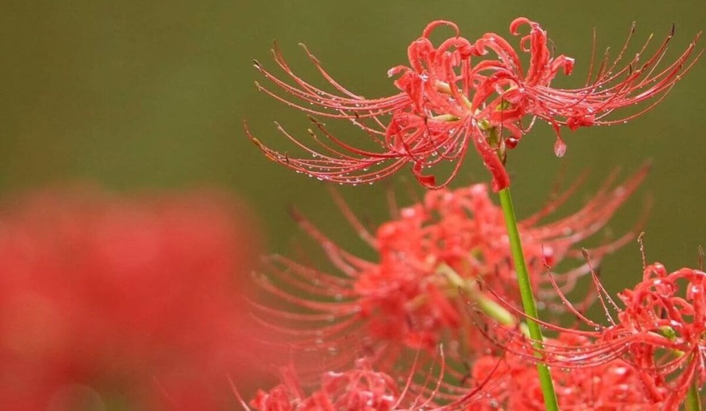 lirio aranha vermelho