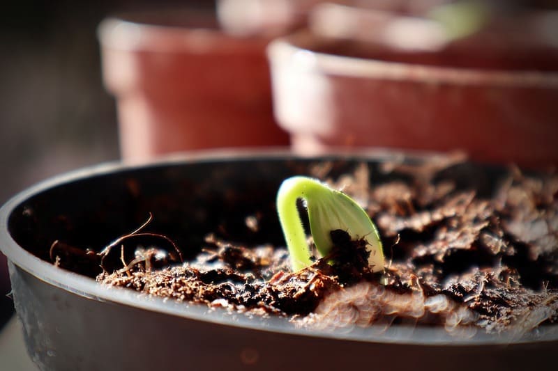 melhor substrato para plantas 2