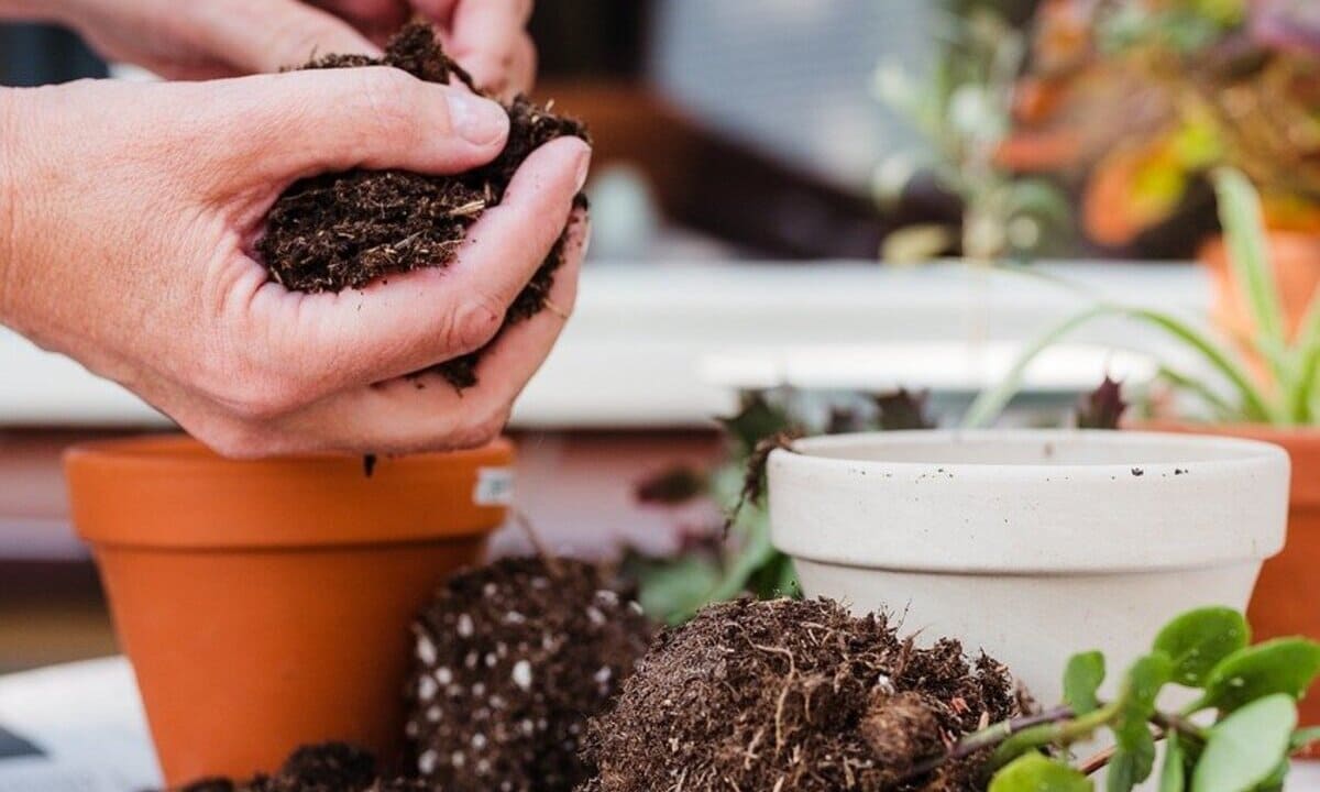 melhor substrato para plantas