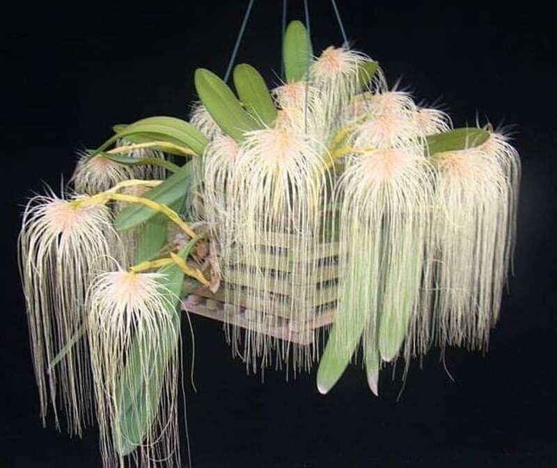 Bulbophyllum medusae