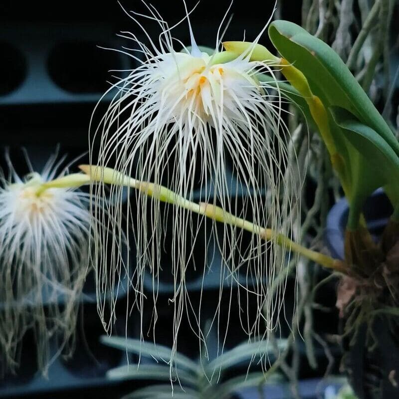 Bulbophyllum medusae