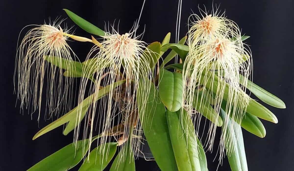 Bulbophyllum medusae